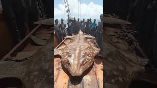 You Wont Believe What Fishermen Caught in the Deep Sea [upl. by Lot]