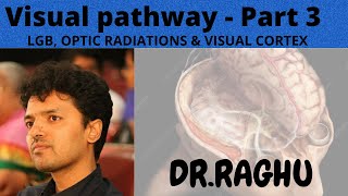 Visual Pathway3 Lateral Geniculate Body Optic Radiations amp Visual cortex [upl. by Hyo869]