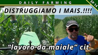 INIZIAMO CON LE IRRIGAZIONI  LAVORI ESTIVI  DAILY FARMING EP 14 [upl. by Eniruam657]