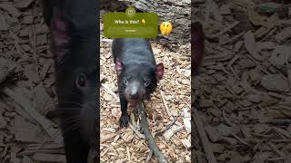 Tasmanian Devil wild animal Australia tasmania tasmaniandevil [upl. by Arateehc]