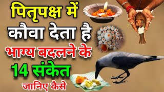 पितृपक्ष में कौए के बताये हुए 14 शुभ संकेत कौए से जुड़े शकुनअपशकुन  Crow gestures as per Hindu [upl. by Inahc]