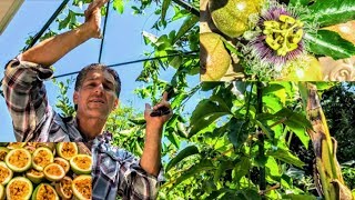 Passion Fruit Vine Frederick  Old vs New Trellis Systems  Nutritional Value  Propagation [upl. by Ahseuqram316]