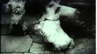 Terrier Dogs 1930s  Film 8117 [upl. by Rianon]