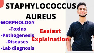 Staphylococcus aureus microbiology Staphylococcus microbiology lecture  Staphylococcus aureus [upl. by Gunn]