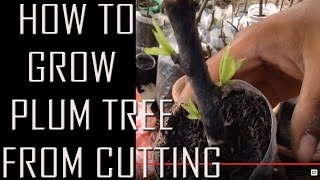 how to grow plum tree from a cutting [upl. by Epstein531]