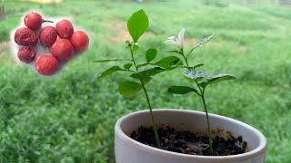 Murraya Paniculata Seedlings  Update   Grow Kamini Plant From Seeds [upl. by Heyde]