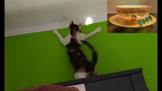 Katzen 06  Meine Katze Jette apportiert [upl. by Abate]