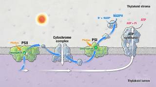 Photosynthesis Part 5 Light Reactions  HHMI BioInteractive Video [upl. by Nageek863]