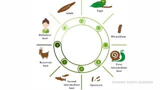 Life cycle of the liver fluke [upl. by Brey]