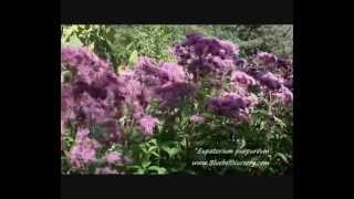 Eupatorium purpurea [upl. by Innep]