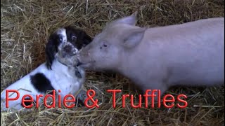 Perdie and Truffles at Willows Animals Sanctuary [upl. by Nnaillij]