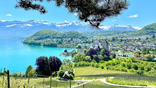 The Vineyards of Spiez  A little piece of paradise 🍇 🇨🇭Switzerland 🇨🇭 [upl. by Anailil]