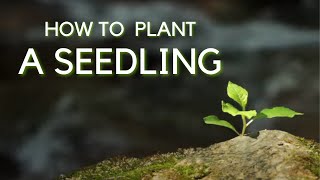 How to Plant a Seedling  Texas AampM Forest Service [upl. by Mccutcheon]