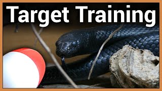 Mexican Black Kingsnake Target Training Evaluated By Lori Torrini [upl. by Tnirb]