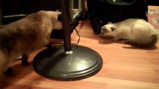 Real Siamese Cat Fight  Sienna vs Aiko  First Time Meeting [upl. by Schaab]