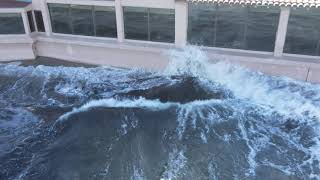 Beached Juvenile Grey Whale San Diego [upl. by Noiroc]