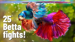 25 Betta fish fights with Divider [upl. by Fitton621]