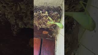 Praying Mantis Catches a Wasp from a Nest [upl. by Ardme268]