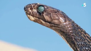 Fascinant  un serpent mue en direct  ZAPPING SAUVAGE [upl. by Nesyaj]