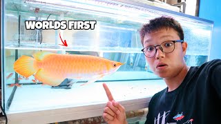 The Million Dollar Fish One amp Only BANANA XANTHIC AROWANA in the WORLD [upl. by Ahseital]