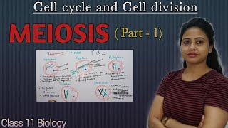 Meiosis  Part 1  Prophase 1  Cell cycle and Cell division  Class 11 biology  NEET AIIMS [upl. by Harrison]