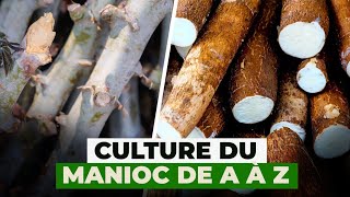 Culture du manioc de A à Z [upl. by Edora335]