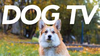 DOG TV  Over 20 Hours of Soothing Walks and Entertaining Footage for Dogs [upl. by Prevot]