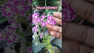 Phlox Flower phlox shorts ytshorts gardening reels tending viralshorts garden [upl. by Schlenger]