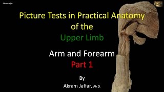 Picture tests in upper limb anatomy arm and forearm 1 [upl. by Silvano46]