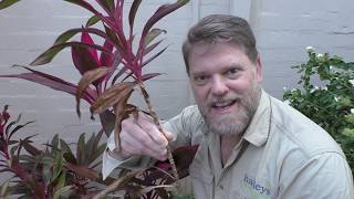 How To Grow a Cordyline From Cuttings and Growing Tips [upl. by Veleda]