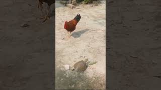 The rooster astonished watching strange creature turtle tortoise turtles [upl. by Onabru]