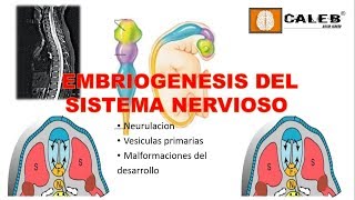 Neuroanatomía  Embriogénesis del Sistema Nervioso Part I [upl. by Esma611]