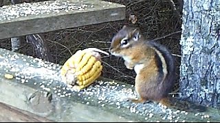 Chipmunk Eats Ear of Corn Time Lapse [upl. by Eloccin755]