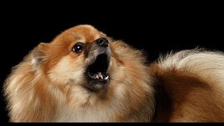 POMERANIAN BARKING  POMERANIAN HOWLING AND BARKING COMPILATION 2016 [upl. by Templas242]