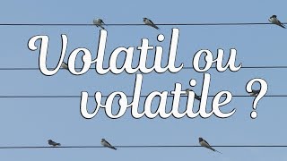 VOLATIL OU VOLATILE [upl. by Arihsat960]