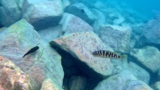 Swimming With Cichlids  Altolamprologus fasciatus kambwimba [upl. by Gunn]