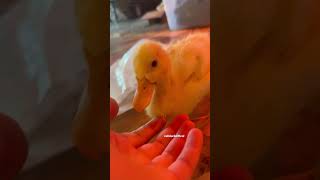 This is what a duckling sounds like when they quack [upl. by Pickering]