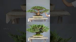 Antes y Después de imponente Juniperus Squamata Bonsai 🌿😱☀️ [upl. by Terzas]