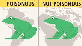 Are ALL Frogs Poisonous [upl. by Leugimesoj]