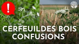 Cerfeuils  attention aux confusions [upl. by Zarla]