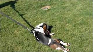 Lazy Basset Hound [upl. by Aicen]