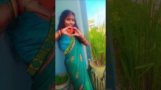 Ki bole jiya Piya piya ho swatichauhan bhojpuri song amripalidubeykaviralsong [upl. by Aneele62]