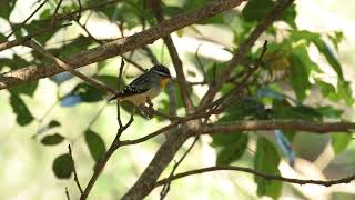 ホウセキドリ（Spotted Pardalote）が囁くように鳴く♬ [upl. by Borek307]