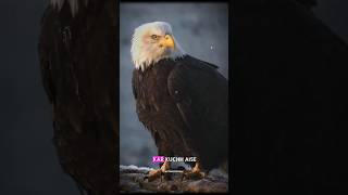 Eagle real sound science sciencefacts shorts [upl. by Retsek]