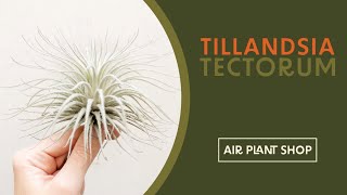 Air Plant Spotlight  Tillandsia Tectorum [upl. by Artemisa]