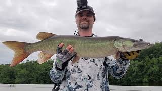 Muskies on Topwater [upl. by Aizti]