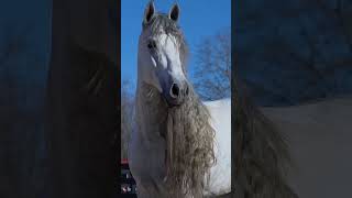 The Journey of the Heart A Woman and Her Horse [upl. by Ane]