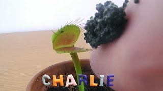 CAVIAR for Charlie the Venus Flytrap [upl. by Kliment]