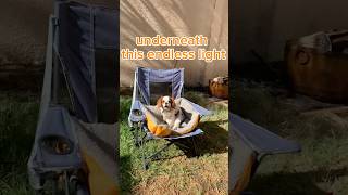 Endless Sunshine Endless Fun A Dog’s Perfect Day entertainment kingcharlesspaniel shorts [upl. by Oikim]