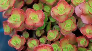 Get to Know Creeping SedumStonecrop  SunLoving Plants [upl. by Lovich228]